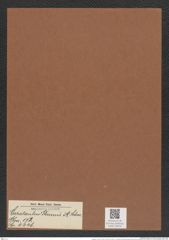 Cerataulus ? thumii A. Schm. (de-Toni-Nr.: Genus 173, Species 4446) Zeichnungen Sammlung Grunow Mappe 04376 (Herbarium_W_Grunow_drawings_Folder_04376)